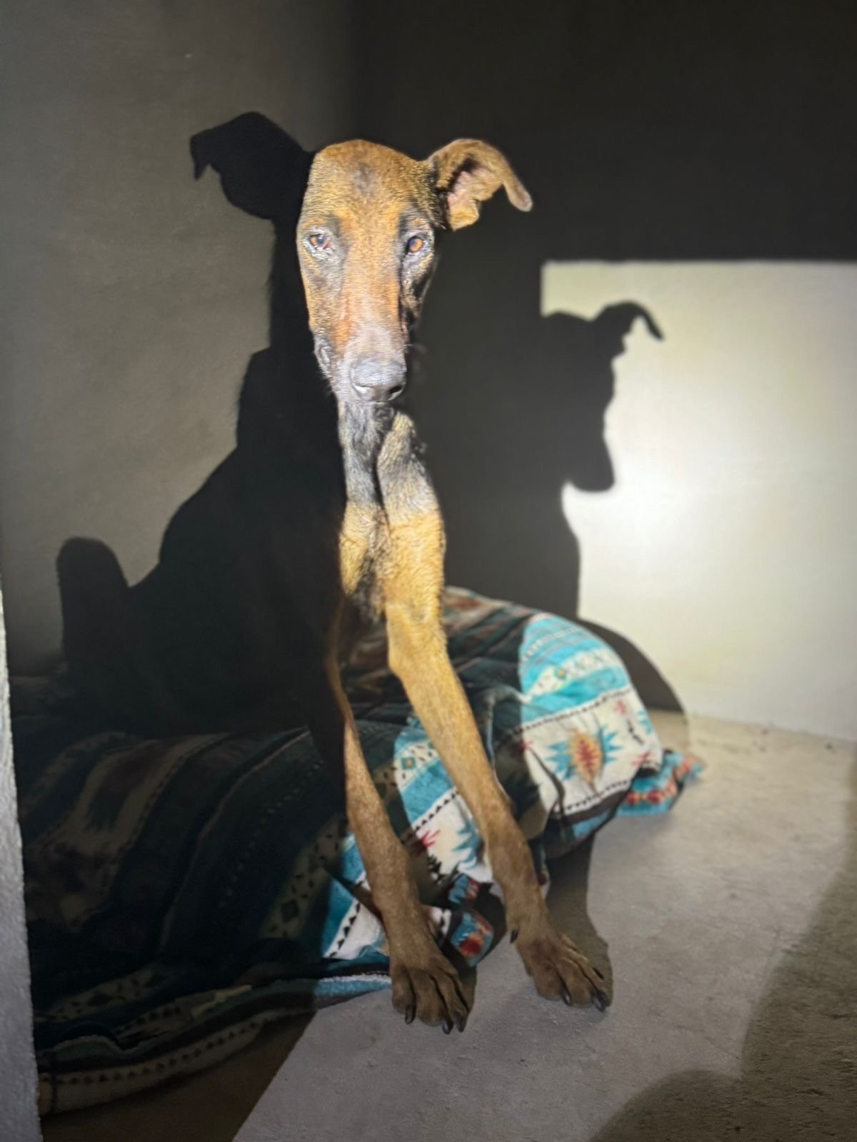 África María, perro en adopción en La Manada Feliz