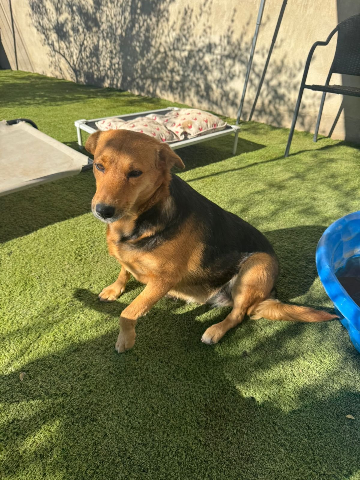 Capuccina, perro en adopción en La Manada Feliz