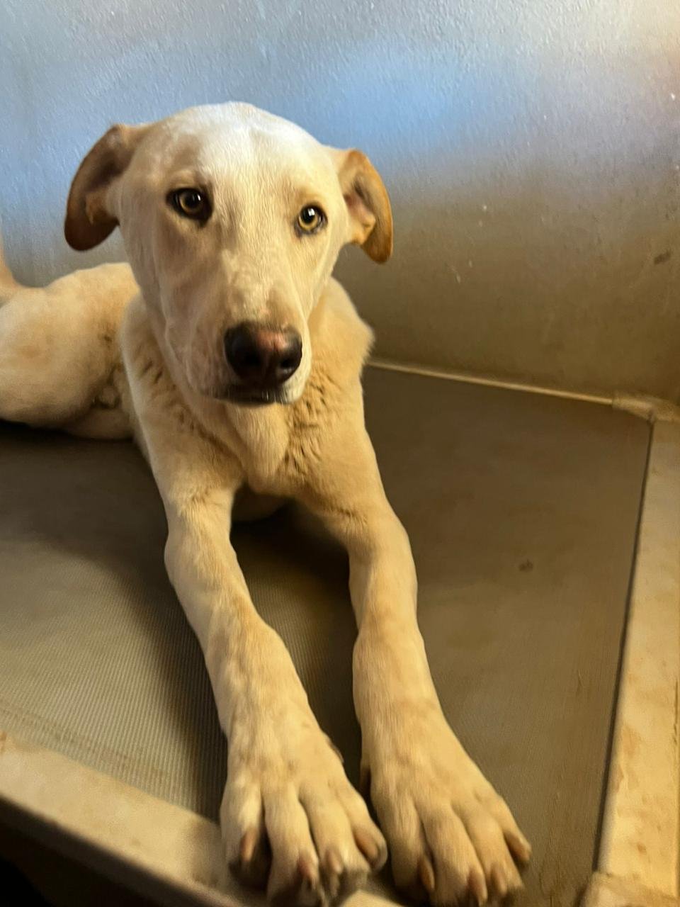 Chai, perro en adopción en La Manada Feliz
