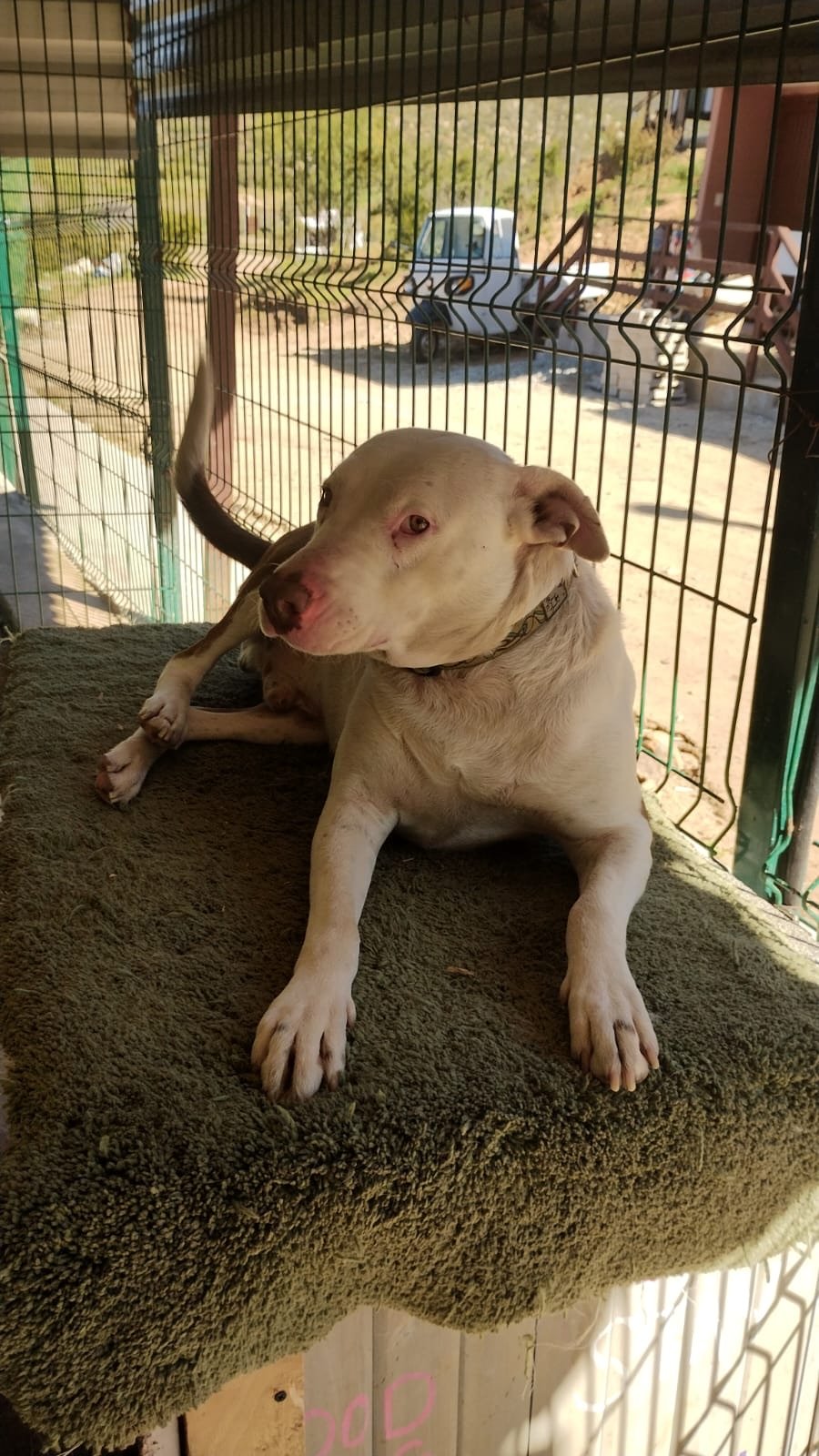 Chicle, perro en adopción en La Manada Feliz