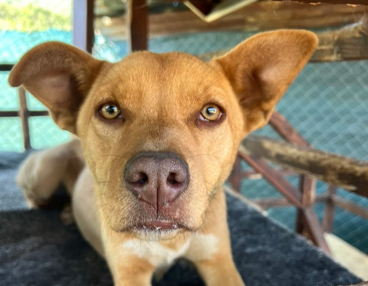 Latte, perro en adopción en La Manada Feliz