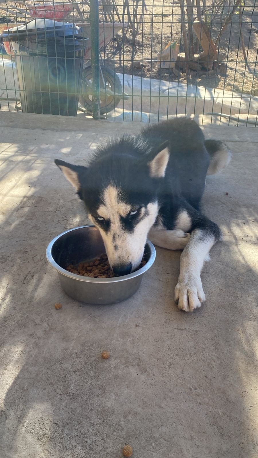 Lobito, perro en adopción en La Manada Feliz