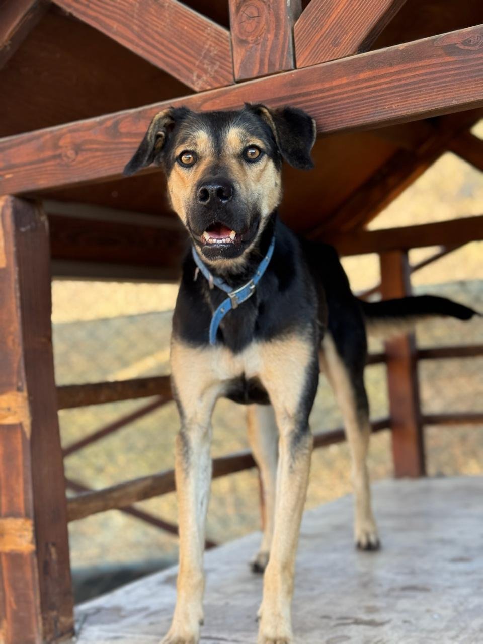 Mowgli, perro en adopción en La Manada Feliz