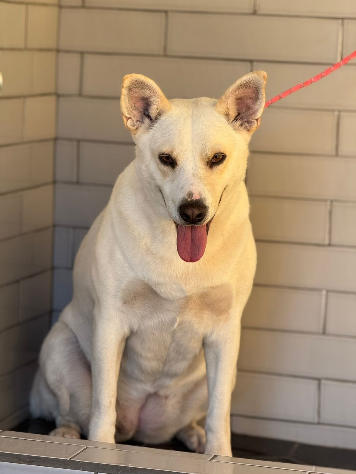 Nieve, perro en adopción en La Manada Feliz
