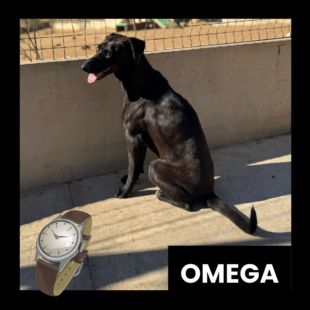 Omega, perro en adopción en La Manada Feliz