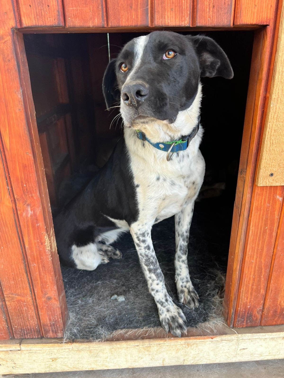 Oreo, perro en adopción en La Manada Feliz