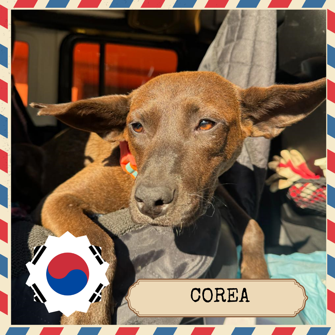 Corea