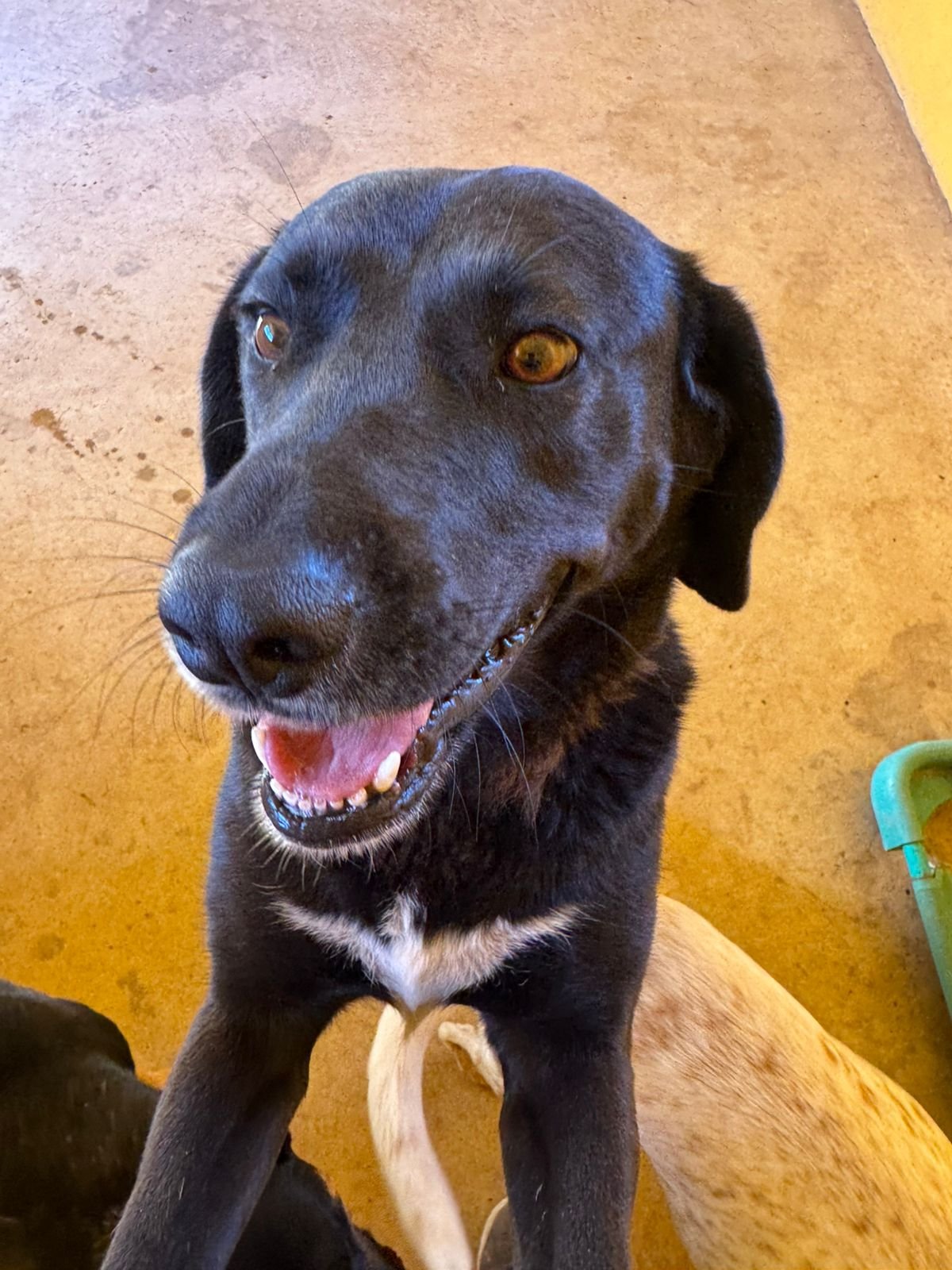 Prada, perro en adopción en La Manada Feliz