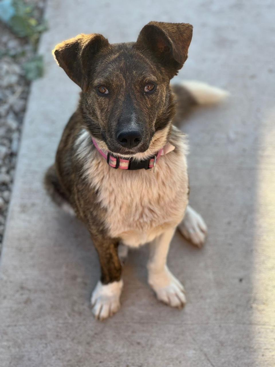 Rex, perro en adopción en La Manada Feliz