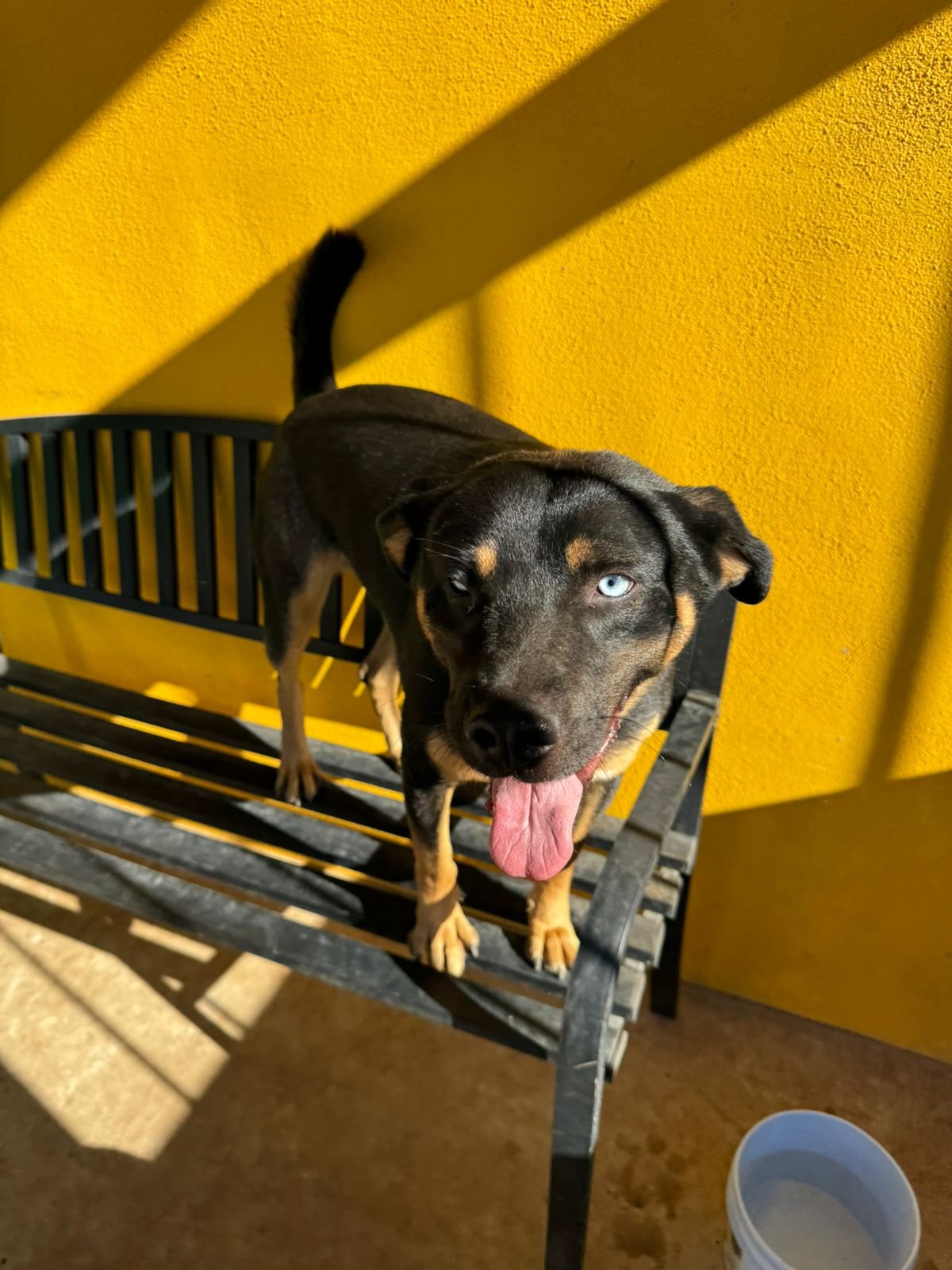 Rolex, perro en adopción en La Manada Feliz