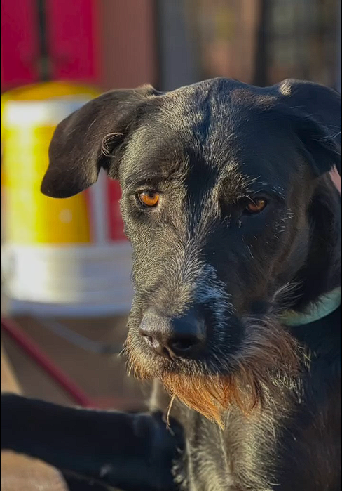 Sebastián, perro en adopción en La Manada Feliz