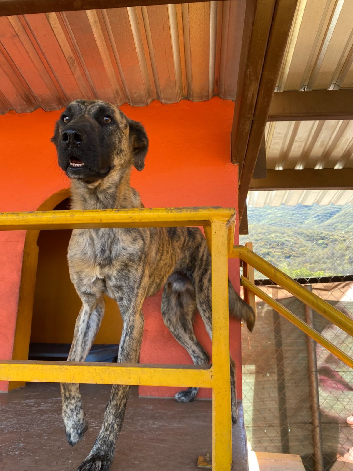 Tigre, perro en adopción en La Manada Feliz