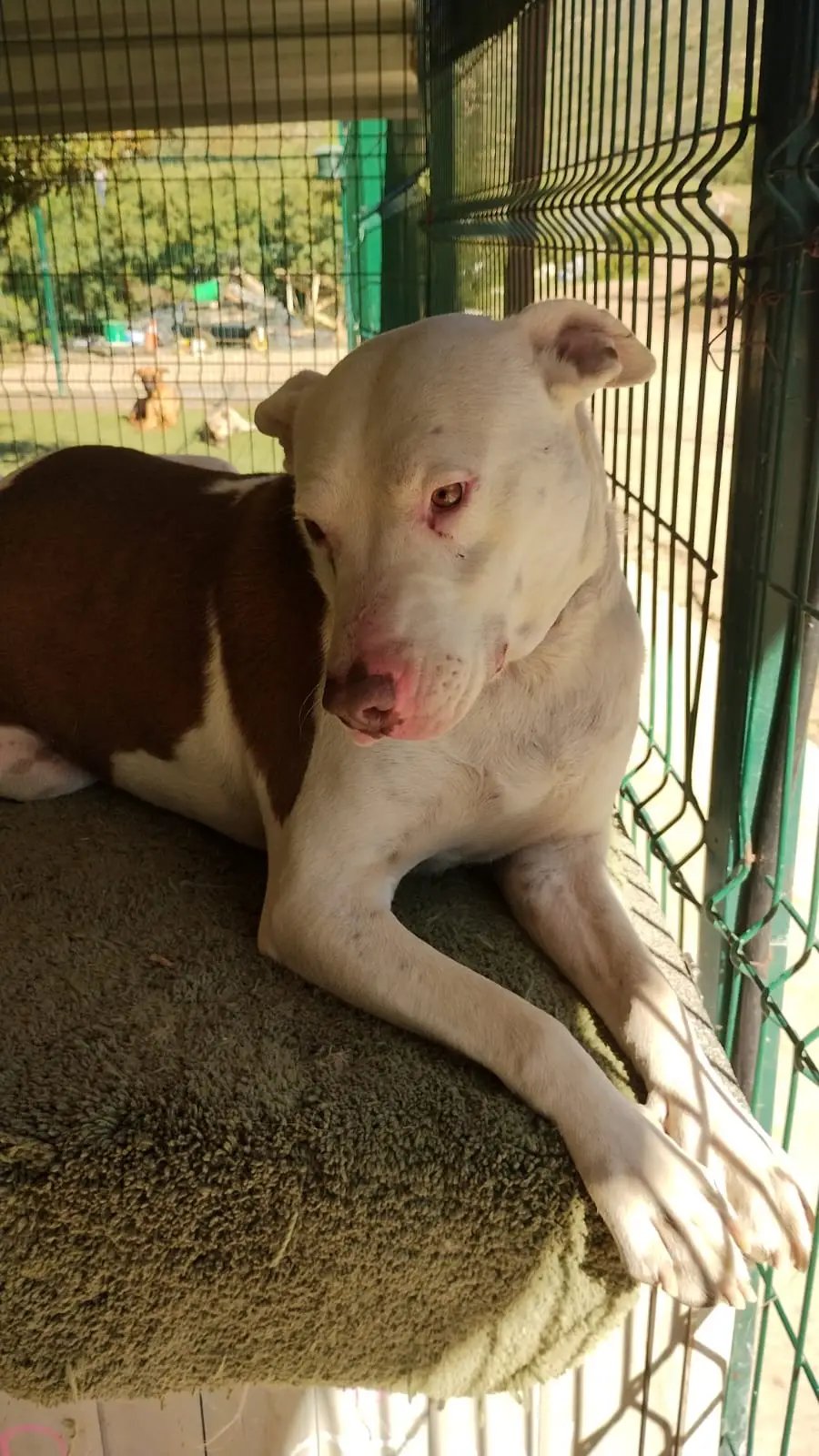 Perros rescatados en el santuario La Manada Feliz