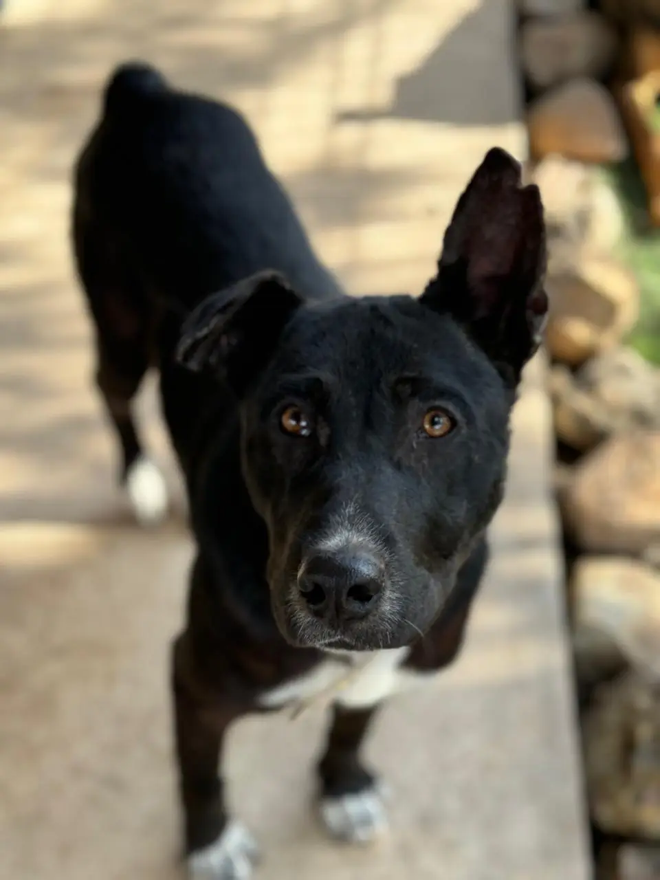 Tizoc después del rescate