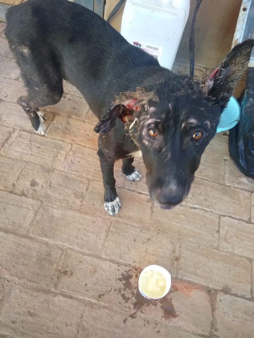 Tizoc antes del rescate